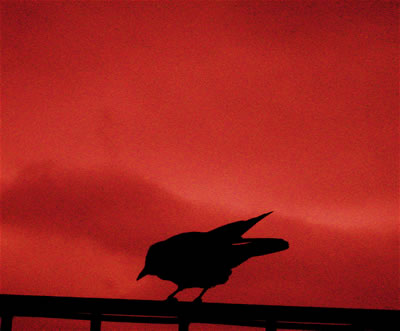 black-crow-red-sky.jpg