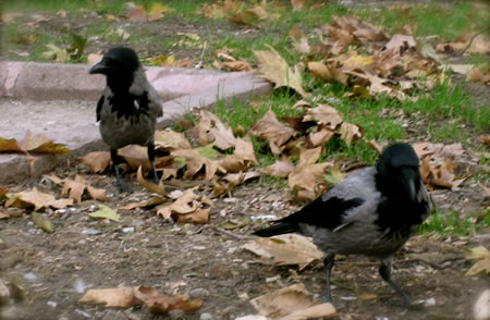 CROWS | CATS | crow+cat+fight